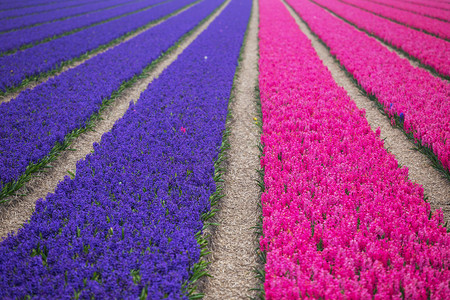 开花期间著名的荷兰花田紫色和粉红花草的一排图片