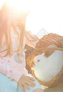 日落时在开阔的樱桃园中在草坪上撒野的母兔高清图片