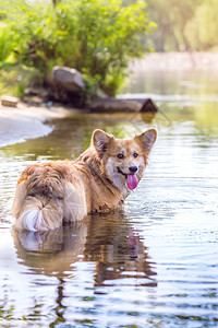 夏天在水中行走的小狗图片