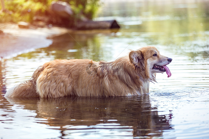 夏天在水中行走的小狗图片