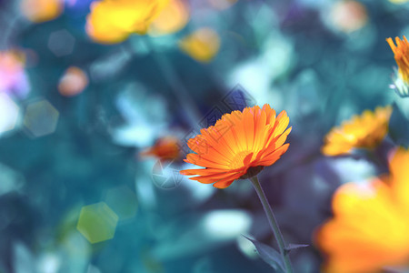 药用植物带有开花的卡伦杜拉抽象背景背景图片