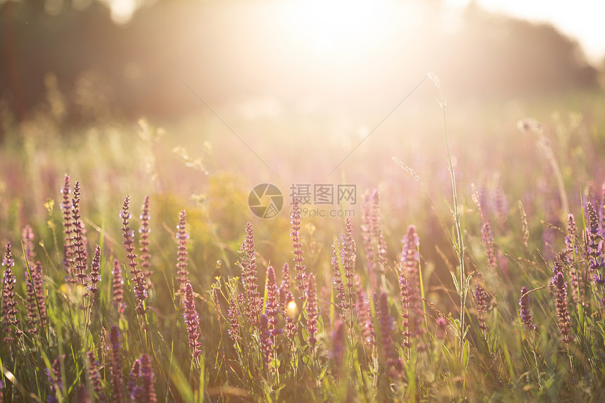 夏日草地落时有圣图片