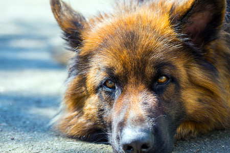 德国牧羊犬看着摄像机图片