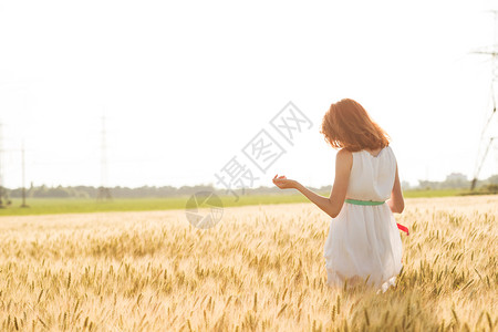 加拿大小麦快乐的夏天和自由阳光明媚的下小麦田的美丽女孩背景
