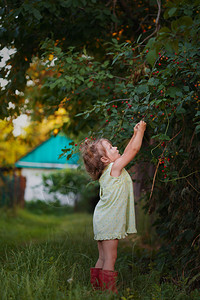 小女孩在花园里吃樱桃图片
