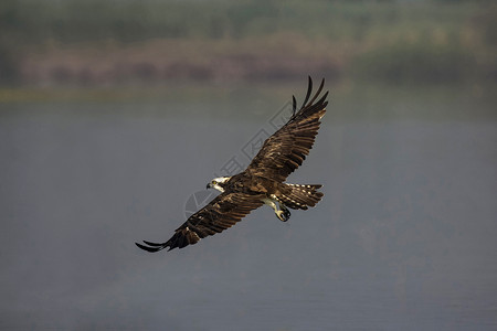 飞翔中的乌鸦帕迪奥哈丽亚图斯也叫鱼鹰或海高清图片