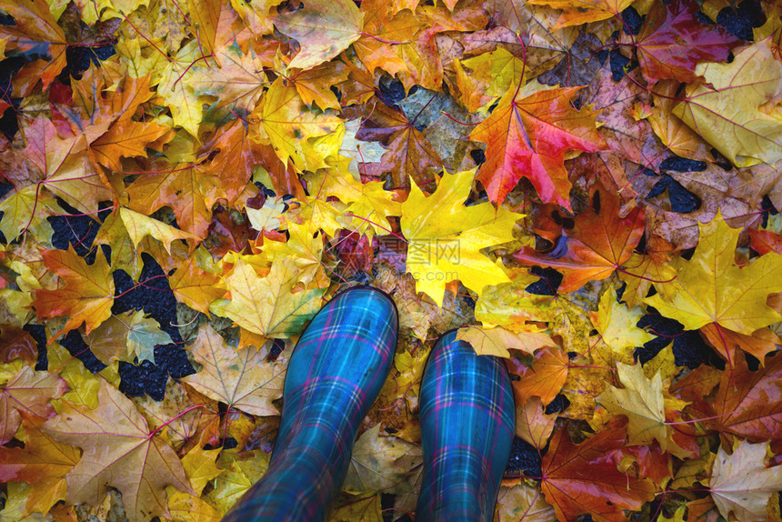 秋天的心情在五颜六色的枫叶背景下穿着胶靴的脚图片