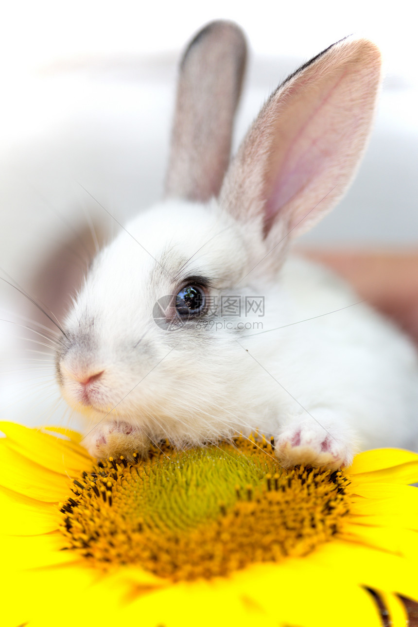 花园里的小兔子和向日葵夏天图片