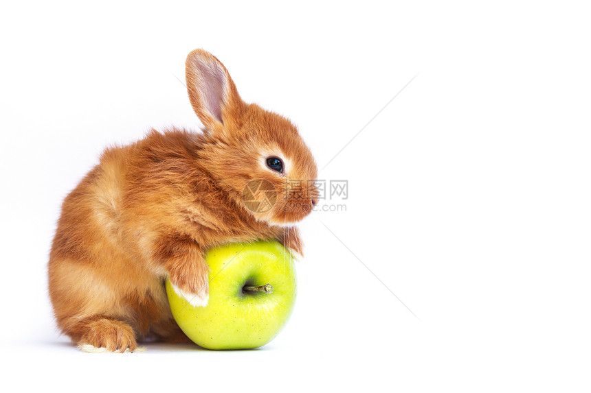 红发小兔子和苹果图片