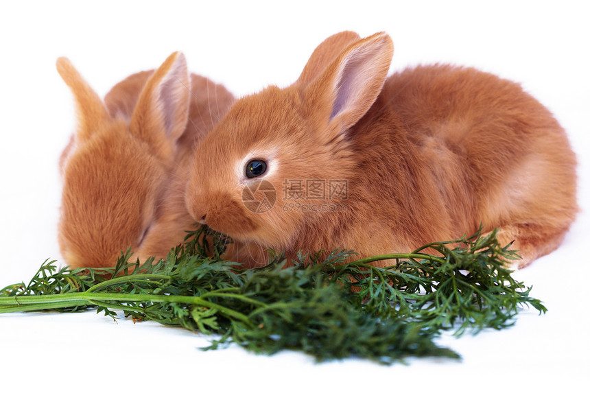 红发小兔子和胡萝卜图片