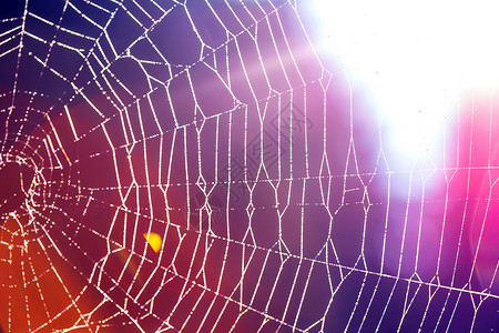 带有露滴的蜘蛛网抽象背景高清图片