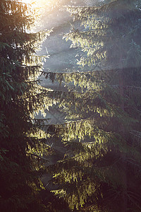 美丽的山地景观在松树林中太阳的光芒穿过树枝图片