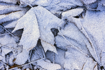 冬季背景有霜冻覆盖的树叶图片