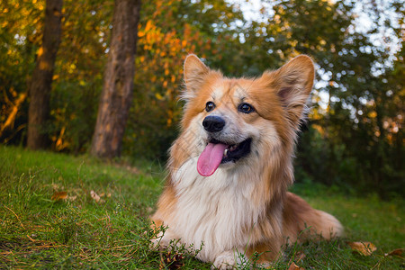 在户外的美丽corgifluy肖像秋天高清图片