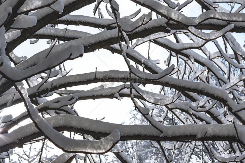 寒冬明树枝下雪图片