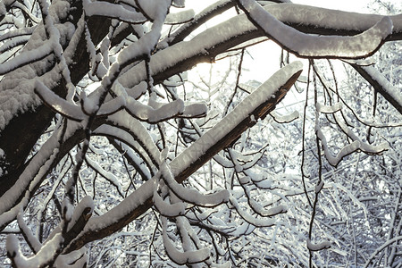 树枝上厚厚的雪寒冬树枝上厚厚的积雪背景