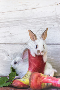 花园里的小兔子和橡皮靴夏天高清图片