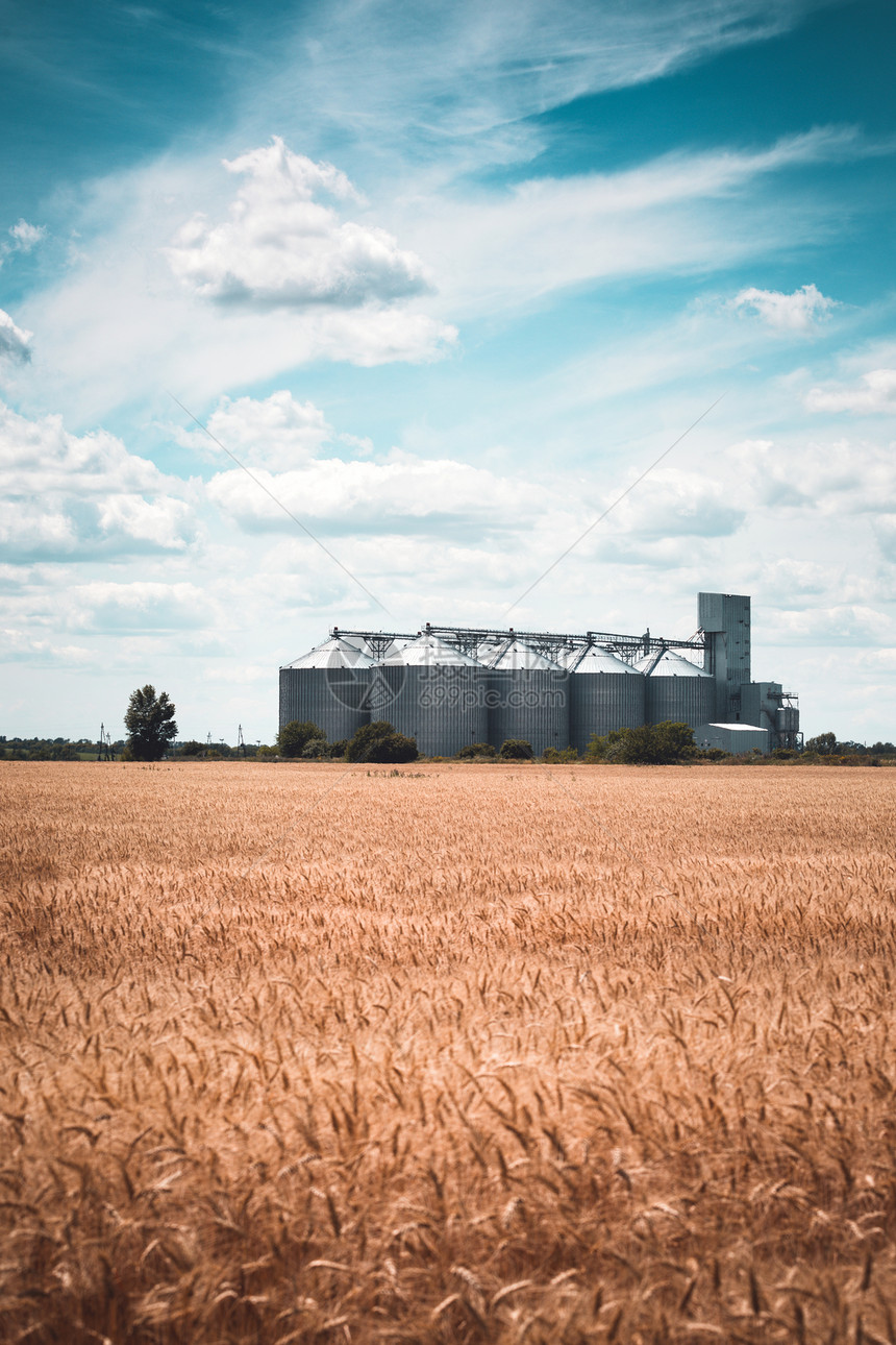 小麦田背景上的新谷物电梯图片