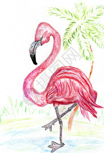 画出粉红色火烈鸟设计水彩画高清图片