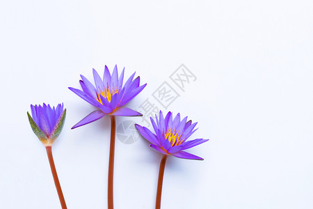 紫色莲花在白背景上盛开复制空格高清图片
