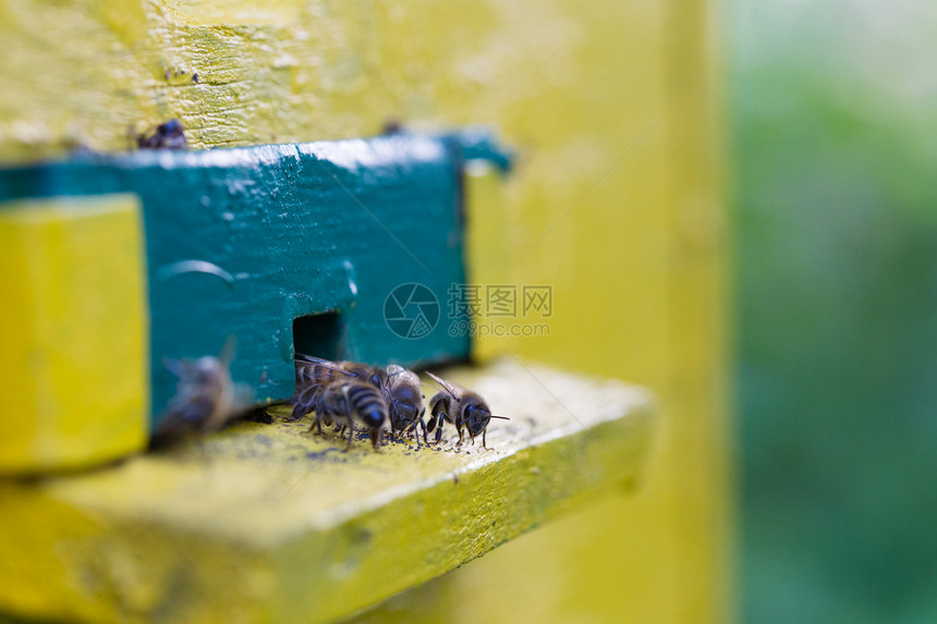 蜜蜂靠近巢缝合图片