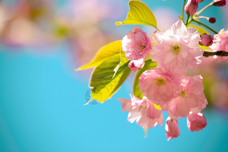 樱花美丽的图片