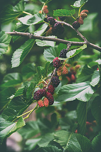 带浆果的木莓树枝剪接式夏天图片