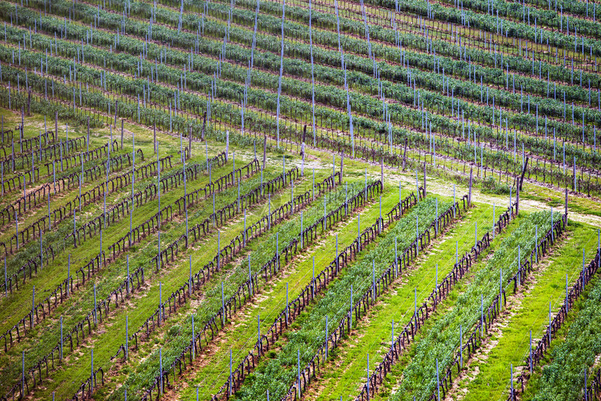春天意大利在托斯卡纳山中的葡萄园图片