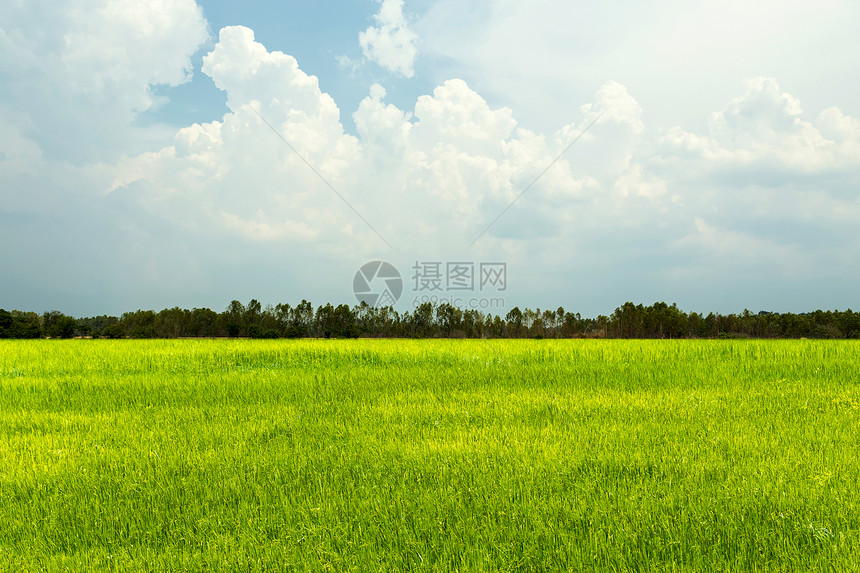 稻田绿草有蓝天和多云的风景图片