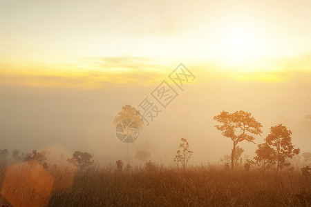 山上日出树木和雾新鲜的自然和旅行背景图片