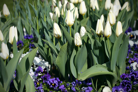 花园生长的白色郁金香图片