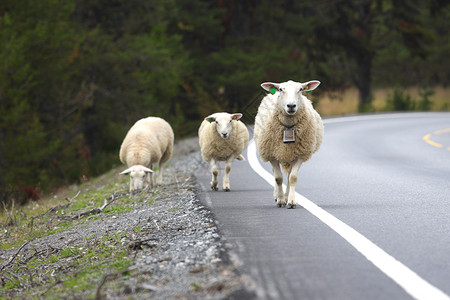 以羊羔和在路上图片
