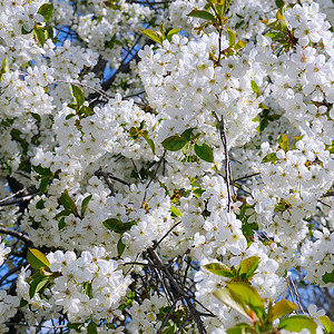 春花美丽的树与桃花图片