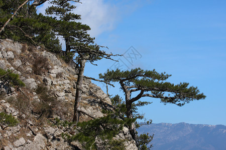 悬崖上的松树克里米亚图片