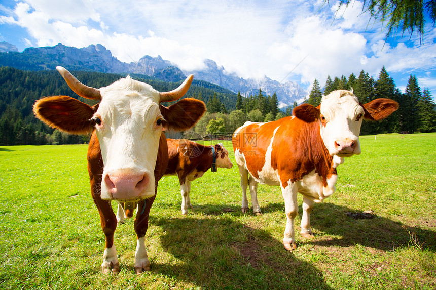 在意大利山的牧场上有奶牛图片