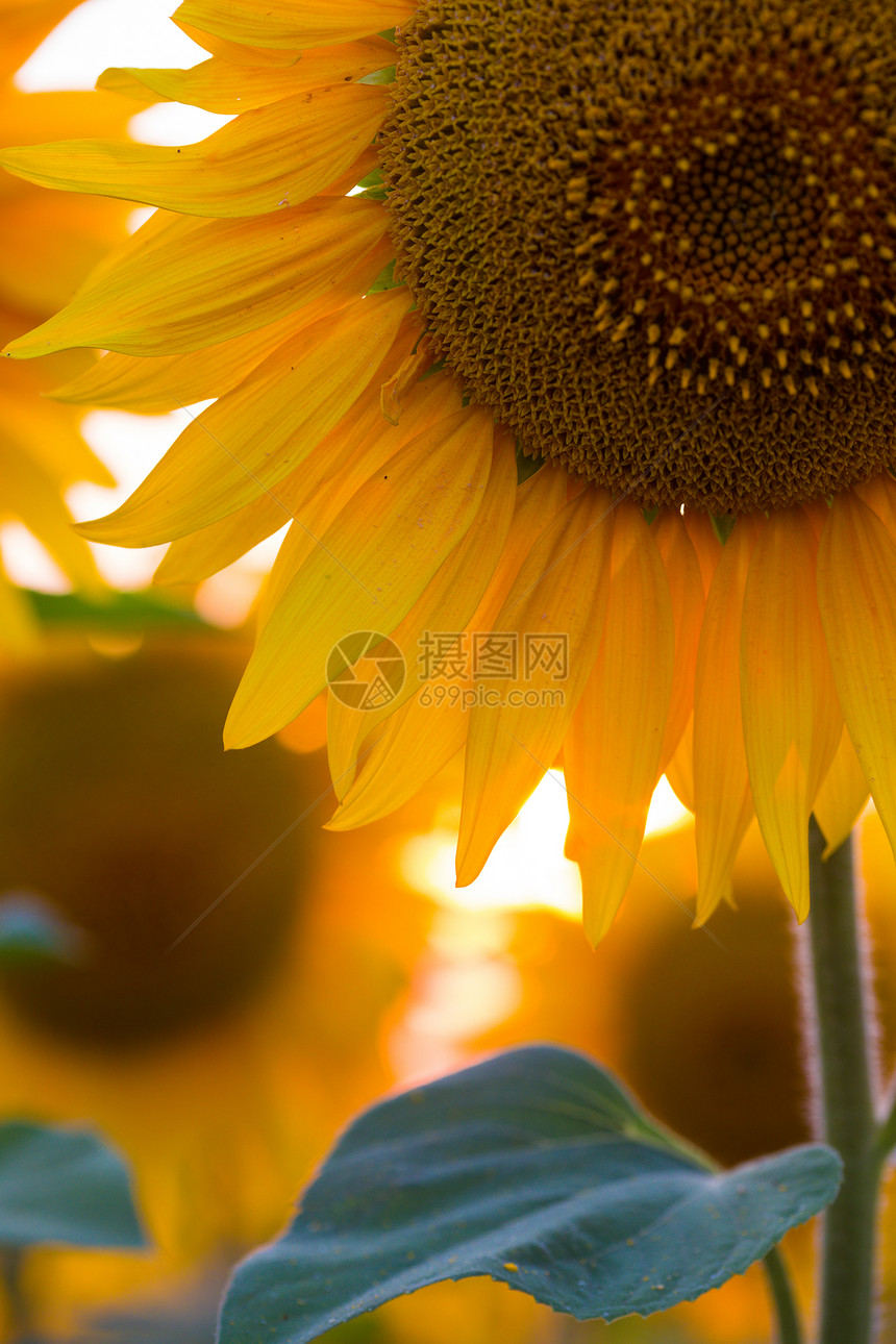 日落时的向葵花抽象地关闭背景图片