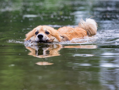 咬着棍子的狗在游泳图片