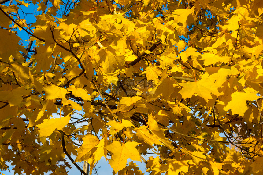 美丽的秋背景树枝叶对天图片