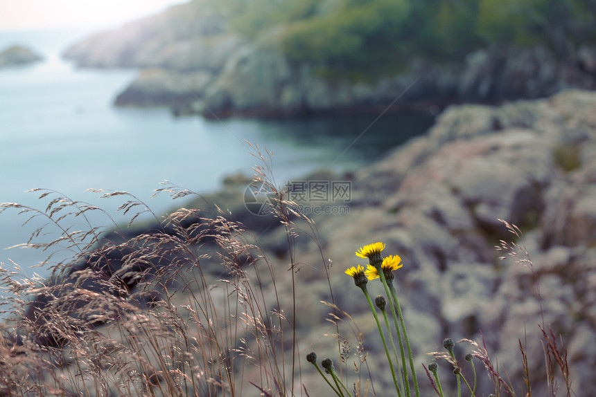 海边的花草和图片