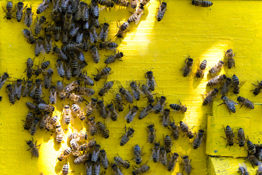 黄色蜂巢上的蜜背景图片