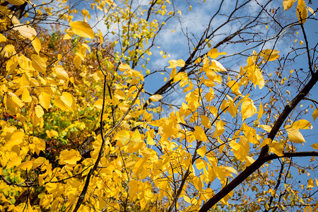 树枝上有黄色叶子图片