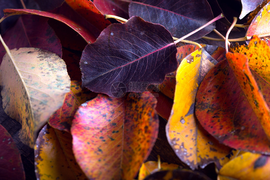 多彩梨叶的秋季背景图片