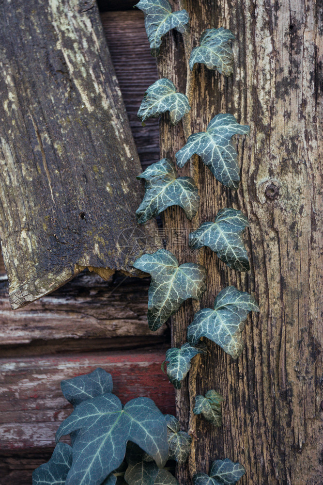 木篱上生长的常春藤图片