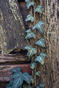 木篱上生长的常春藤图片