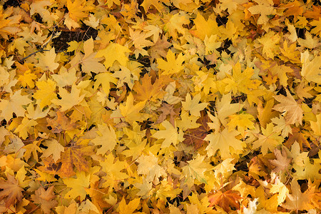 地底秋背景的树叶背景图片