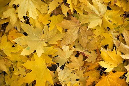 地上的黄色树叶图片