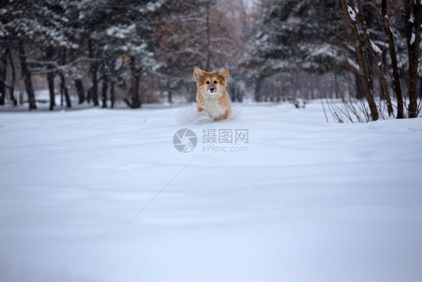 在雪地里行走的小狗图片