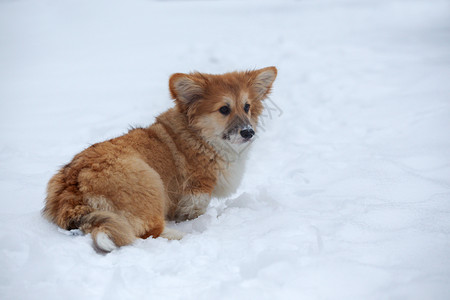 小狗在雪地里卧着背景图片