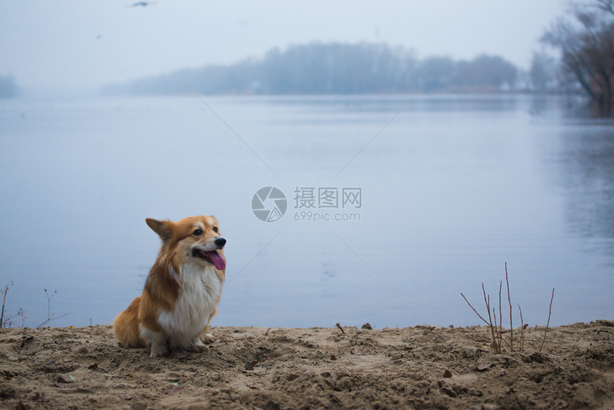 坐在沙滩上的威尔士柯基图片