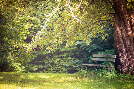 在树下的一个花园里坐着舒适的凳子图片